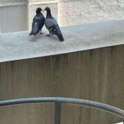 ヒメ日記 2025/07/24 11:05 投稿 夜桜はるき 全裸の極みorドッキング痴漢電車