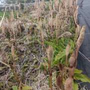 ヒメ日記 2025/03/16 17:02 投稿 NH水朝 美樹 信州無限GP 総合受付 諏訪店