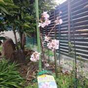 ヒメ日記 2025/03/20 10:02 投稿 NH水朝 美樹 信州無限GP 総合受付 諏訪店