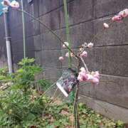 ヒメ日記 2025/03/21 15:02 投稿 NH水朝 美樹 信州無限GP 総合受付 諏訪店