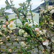 ヒメ日記 2025/03/29 15:03 投稿 NH水朝 美樹 信州無限GP 総合受付 諏訪店