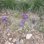 ヒメ日記 2025/04/07 18:17 投稿 NH水朝 美樹 信州無限GP 総合受付 諏訪店