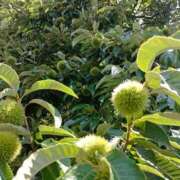 ヒメ日記 2025/09/13 09:15 投稿 NH水朝 美樹 信州無限GP 総合受付 諏訪店