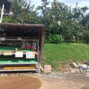 ヒメ日記 2025/10/03 06:36 投稿 NH水朝 美樹 信州無限GP 総合受付 諏訪店