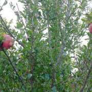 ヒメ日記 2025/10/29 20:13 投稿 NH水朝 美樹 信州無限GP 総合受付 諏訪店