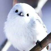 ヒメ日記 2025/01/26 19:44 投稿 彩芽-あやめ 熟女10000円デリヘル 川崎