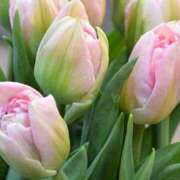 ヒメ日記 2025/03/22 20:19 投稿 彩芽-あやめ 熟女10000円デリヘル 川崎