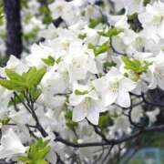 ヒメ日記 2025/05/11 21:15 投稿 彩芽-あやめ 熟女10000円デリヘル 川崎