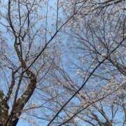 ヒメ日記 2026/04/08 14:08 投稿 なぎさ ホテピン