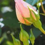 ヒメ日記 2025/02/25 23:16 投稿 かおり 熟女の風俗最終章 蒲田店