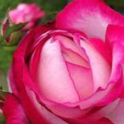 ヒメ日記 2025/10/28 20:50 投稿 かおり 熟女の風俗最終章 蒲田店