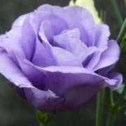 ヒメ日記 2025/05/28 14:57 投稿 うるは～M性感～ アメイジングビル～道後最大級！遊び方無限大∞ヘルス♪～