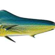 ヒメ日記 2025/10/27 16:45 投稿 うるは～M性感～ アメイジングビル～道後最大級！遊び方無限大∞ヘルス♪～