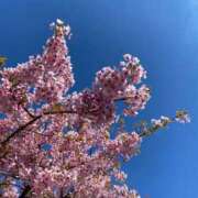 ヒメ日記 2025/03/21 15:23 投稿 高島みなみ SUMIRE