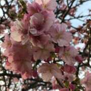 ヒメ日記 2025/03/22 16:25 投稿 高島みなみ SUMIRE