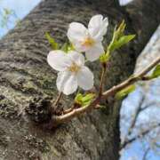 ヒメ日記 2025/03/29 15:45 投稿 高島みなみ SUMIRE