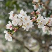 ヒメ日記 2025/04/05 16:22 投稿 高島みなみ SUMIRE