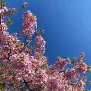 ヒメ日記 2025/04/15 16:01 投稿 高島みなみ SUMIRE