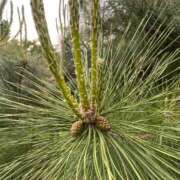 ヒメ日記 2025/05/10 15:53 投稿 高島みなみ SUMIRE