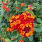 ヒメ日記 2025/07/05 17:27 投稿 高島みなみ SUMIRE