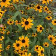 ヒメ日記 2025/08/05 14:25 投稿 高島みなみ SUMIRE