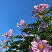 ヒメ日記 2025/11/24 16:16 投稿 高島みなみ SUMIRE