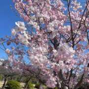 ヒメ日記 2026/04/02 15:32 投稿 高島みなみ SUMIRE