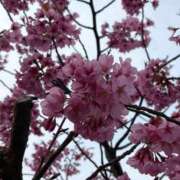 ヒメ日記 2026/04/07 15:25 投稿 高島みなみ SUMIRE