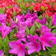 ヒメ日記 2026/04/17 15:39 投稿 高島みなみ SUMIRE