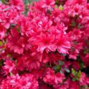 ヒメ日記 2026/04/24 15:28 投稿 高島みなみ SUMIRE