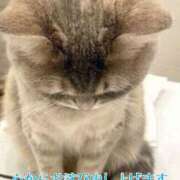 ききょう ごめんなさい😢 奥鉄オクテツ東京店（デリヘル市場）