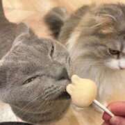 ヒメ日記 2025/09/03 17:19 投稿 すず DIVAセカンドシーズン