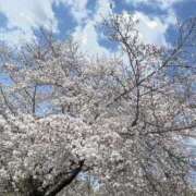 ヒメ日記 2025/04/04 12:44 投稿 りく CLUB DEEP