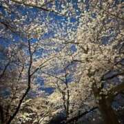 ヒメ日記 2025/04/08 15:02 投稿 さくや やまとなでしこ 豊橋店～人妻エロエロ星人～