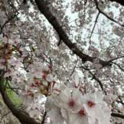 ヒメ日記 2025/04/15 12:39 投稿 さくや やまとなでしこ 豊橋店～人妻エロエロ星人～