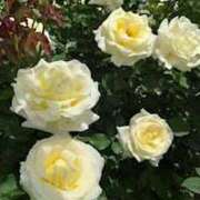 ヒメ日記 2025/05/27 09:11 投稿 かぐら ぷるるんマダム 難波店