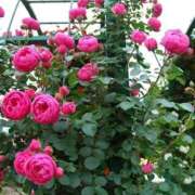 ヒメ日記 2025/06/01 11:51 投稿 かぐら ぷるるんマダム 難波店