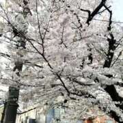 ヒメ日記 2026/04/02 12:44 投稿 坂本-さかもと MSC 妄想紳士倶楽部 鶯谷店