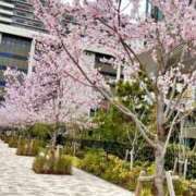 ヒメ日記 2025/04/12 23:10 投稿 るりな わちゃわちゃ密着リアルフルーちゅ西船橋