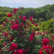 ヒメ日記 2025/05/21 11:32 投稿 飛鳥(あすか)★ 阿AUN呍(あうん)