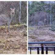 ヒメ日記 2026/01/01 19:30 投稿 飛鳥(あすか)★ 阿AUN呍(あうん)