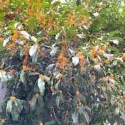 ヒメ日記 2025/10/23 17:03 投稿 えみり★ 阿AUN呍(あうん)