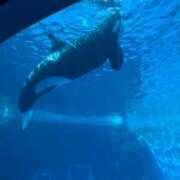 ヒメ日記 2025/03/24 15:24 投稿 ねおん みつらん鉄道