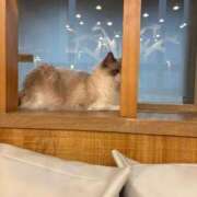 ヒメ日記 2025/03/30 02:34 投稿 ねおん みつらん鉄道