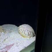 ヒメ日記 2025/05/06 12:16 投稿 ねおん みつらん鉄道