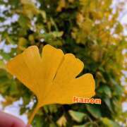 ヒメ日記 2025/11/28 10:15 投稿 かのん 西川口マーメイド