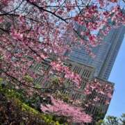 あんな 桜の様にはならぬ！ 贅沢なひと時