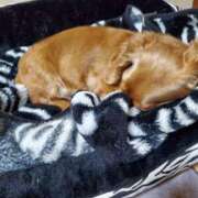 ヒメ日記 2025/11/20 20:45 投稿 圭（けい）☆最高級のおもてなし ジャックと豆の木