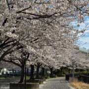 ヒメ日記 2025/04/09 10:38 投稿 吉瀬アリス SUMIRE