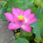 ヒメ日記 2025/07/14 00:56 投稿 吉瀬アリス SUMIRE